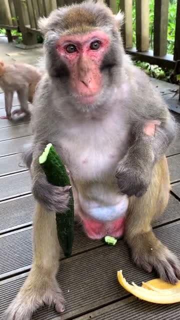 猴子吃瓜在线试听,欢乐无限，在线试听带你领略趣味音乐之旅