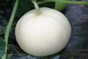 过敏可以吃梨瓜吗,营养美味两不误