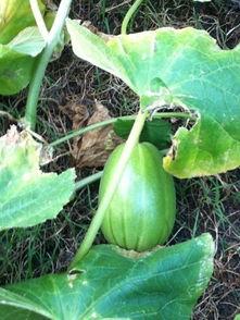 打花和吃瓜,一场别开生面的打花吃瓜盛宴