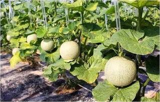 吃瓜网网红瓜,网红瓜背后的惊人真相