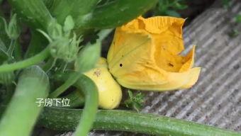 吃黄色的瓜群,一场味蕾与视觉的盛宴