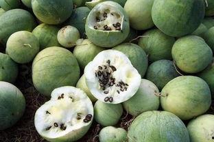 山西吃沙瓤瓜吗,山西人爱吃沙瓤瓜