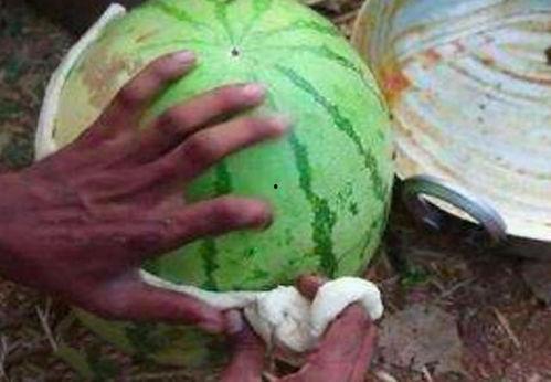 瓜吃皮还是吃瓤,皮与瓤的抉择，谁才是真正的美味所在？