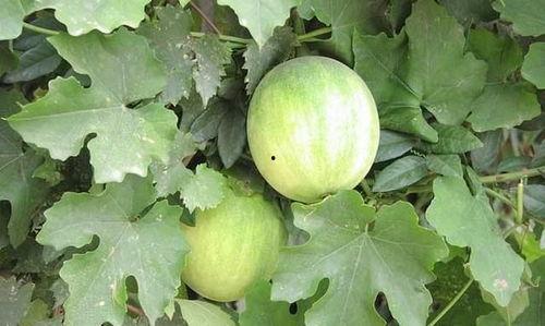 梦见在老家山上摘瓜吃