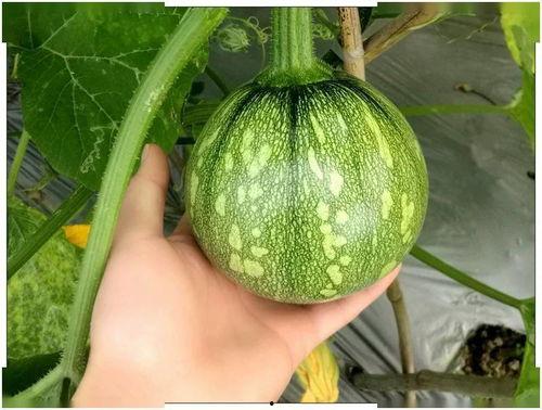 小程吃瓜,揭秘娱乐圈那些不为人知的幕后故事