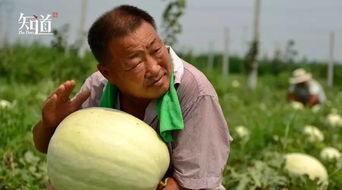 拍着吃的瓜是什么瓜,揭秘夏日消暑美食之西瓜传奇