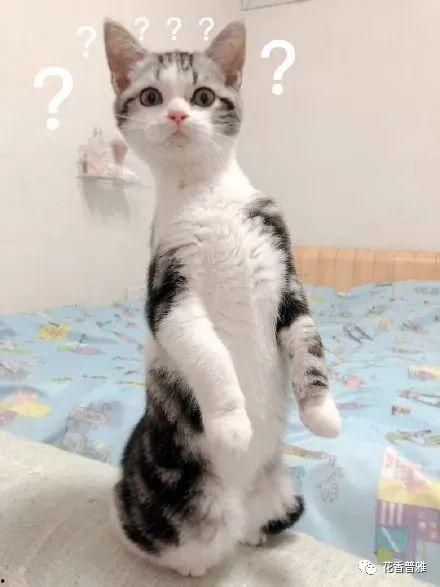 带你吃瓜猫咪视频,萌宠美食瞬间，萌态可掬引网友热议