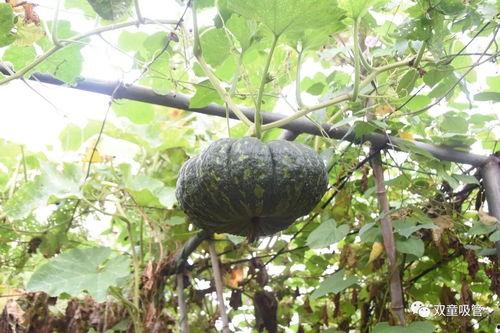 定州凤翔园吃瓜,瓜果飘香，品味夏日田园风情