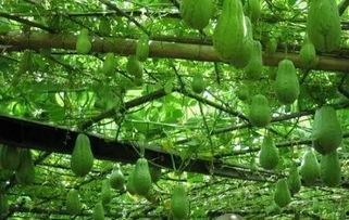 墨西哥怎么吃佛手瓜,佛手瓜的独特食用之道