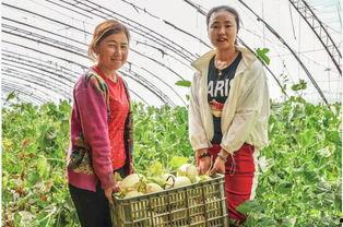 库车团结瓜怎么吃,解锁美味新体验