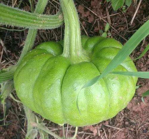 翡翠姜柄瓜怎么吃,翡翠姜柄瓜的多彩食法探索