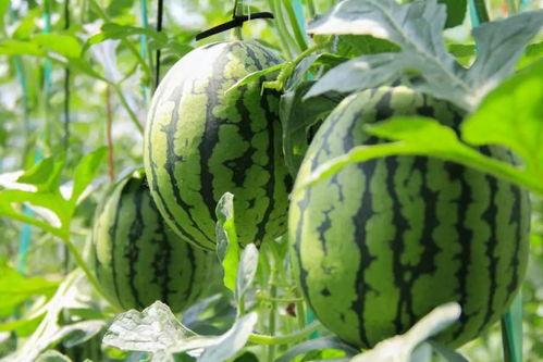 带你一起吃瓜吃瓜,带你领略“吃瓜群众”的独特魅力