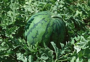 做作业吃瓜,趣味学习两不误