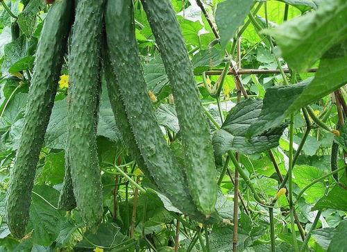 回家吃瓜,揭秘家庭温馨时光中的甜蜜与欢乐