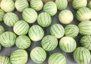 瓜哥吃瓜之吃席