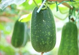 校园吃瓜热榜,揭秘校园里的热门八卦事件