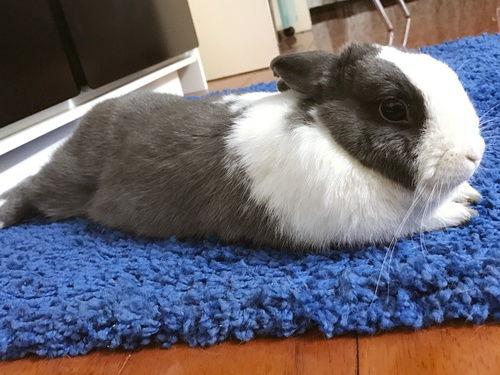 追星吃瓜兔,揭秘“追星吃瓜兔”背后的故事