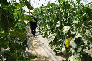 温县吃瓜视频,揭秘当地特色美食背后的故事