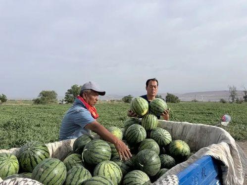 吃瓜颍上,一场舌尖上的文化盛宴