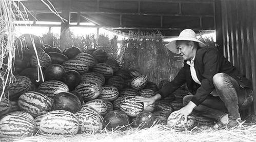 高碑店吃瓜群众事件视频,一场网络视频引发的全民热议