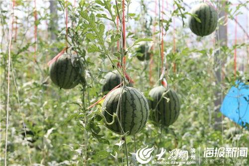 桑植吃瓜所有视频,揭秘乡村生活的甜蜜与苦涩