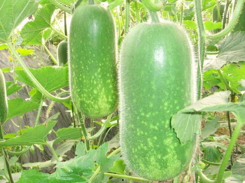 吃瓜ense,吃瓜群众眼中的明星生活