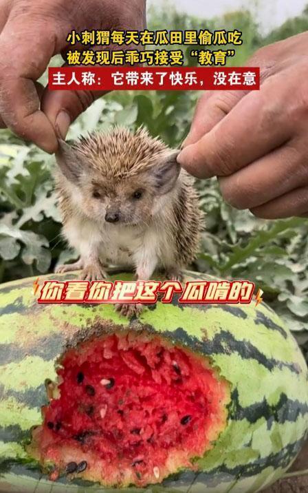 什么动物会吃瓜,揭秘那些爱吃瓜的动物们