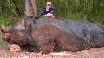 野猪王吃瓜,一场别开生面的美食冒险