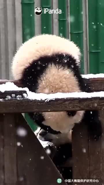 吃瓜小熊印度,揭秘网络红人的崛起之路