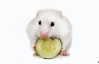 道具吃瓜小仓鼠,揭秘吃瓜小仓鼠的趣味生活