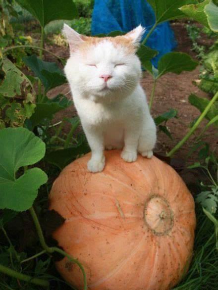 猫狗吃瓜图片,萌态十足！