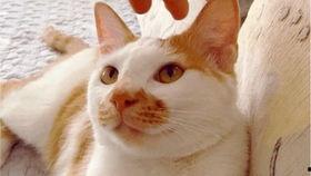 最新吃瓜视频南非,揭秘神秘事件背后的真相