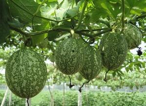 年底吃瓜图片,盘点年度吃瓜大事件