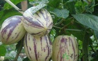 吃茄瓜的利弊,营养与风险并存的绿色佳肴