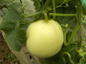 吃瓜小白图片大全,趣味横生的图片大全集锦